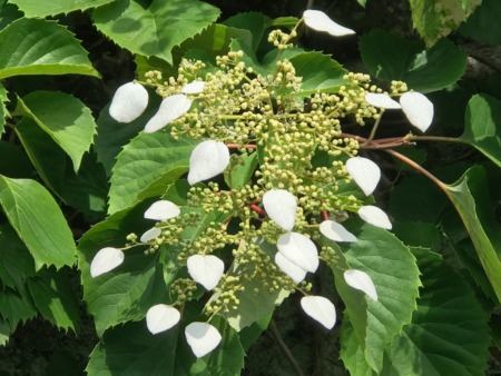 Japanese Hydrangea-Vine at Tokeiji temple in Kamakura