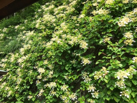 Japanese Hydrangea-Vine at Tokeiji temple in Kamakura