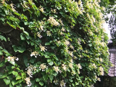Japanese Hydrangea-Vine at Tokeiji temple in Kamakura