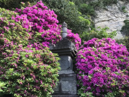 Azalea at Anyoin temple in Kamakura