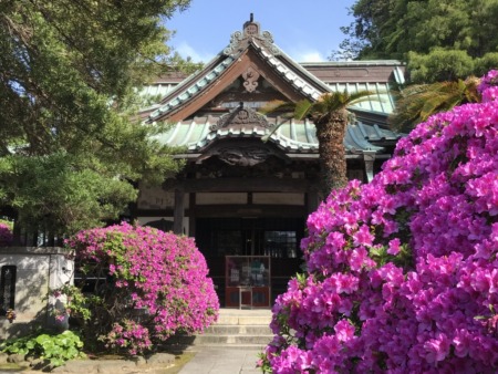 Azalea at Anyoin temple in Kamakura