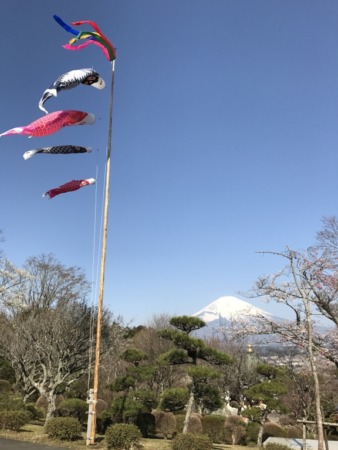 Carp streamers and cherry blossoms at Heiwa Koen Park