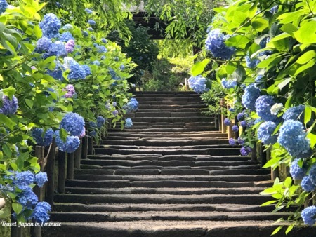 Hydrangea at Meigetsuin in Kamakura