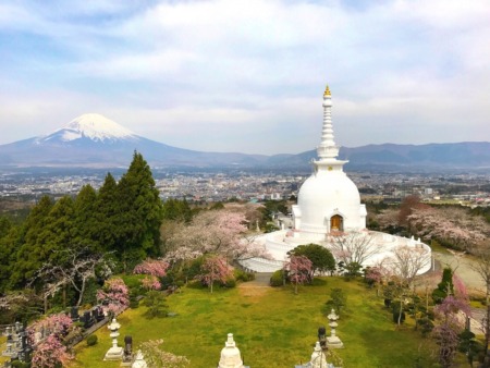 Mount Fuji ，cherry blossoms and stupa at Heiwa Koen Park