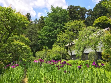 Iris garden at Tokeiji temple in Kamakura