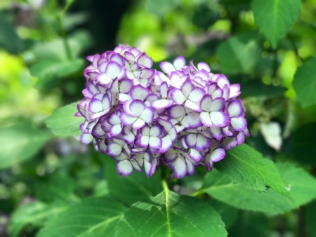 Hydrangea at Meigetsuin in Kamakura