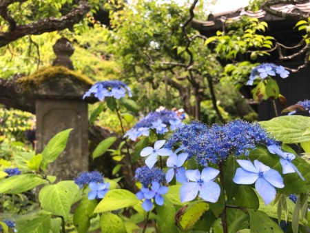 Hydrangea at Tokeiji temple in Kamakura