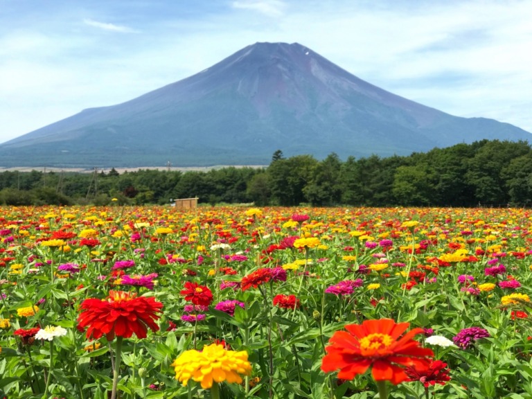 Mt.Fuji and zinnia at Hanano Miyako Koen park