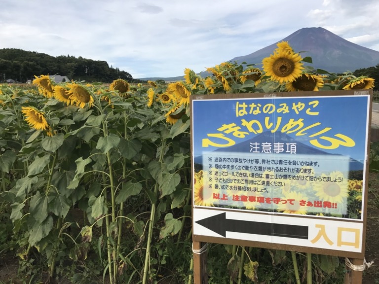 Mt.Fuji and sunflowers at Hanano Miyako Koen park