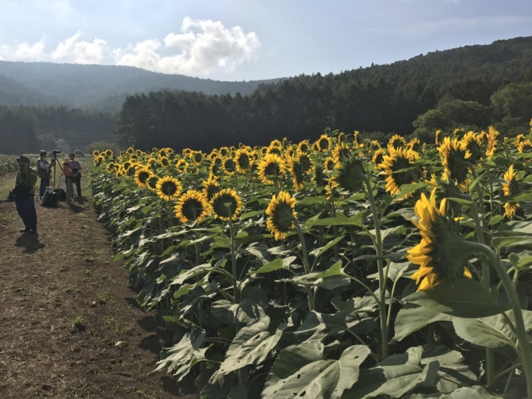 sunflowers near the 2nd gate of Hanano Miyako Koen park