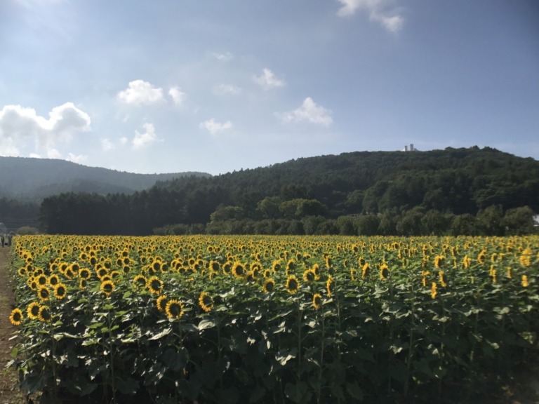 sunflowers near the 2nd gate of Hanano Miyako Koen park