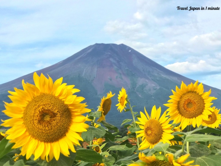 Mt.Fuji and sunflowers at Hanano Miyako Koen park