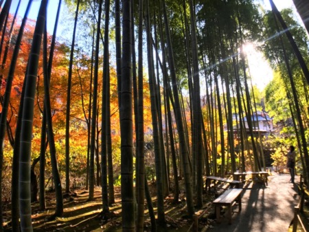 Autumn leaves and bamboo forest in Meigetsuin in Kamakura