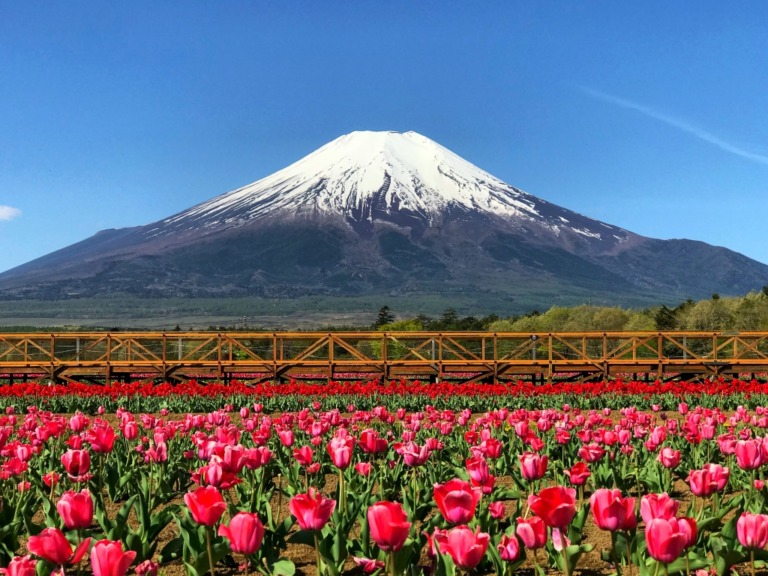 Tulips at Hanano Miyako Koen park