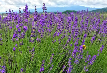 Kawaguchiko herb festival2018