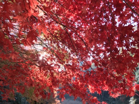 Autumn leaves at inner garden in Meigetsuin in Kamakura