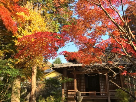 Autumn leaves in Meigetsuin in Kamakura