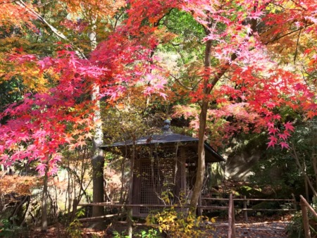 Autumn leaves in Meigetsuin in Kamakura