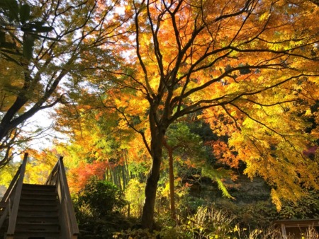 Autumn leaves at Katsura-bashi bridge in Meigetsuin in Kamakura
