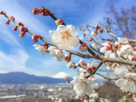 Plum and Mt.Fuji in Soga,Japan