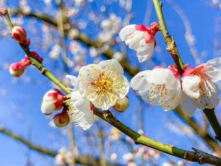 Plum blossoms in Soga,Japan