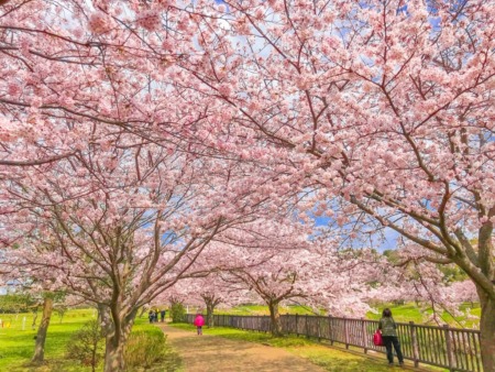 Cherry blossoms in Hikichigawa Shinsui Koen Park