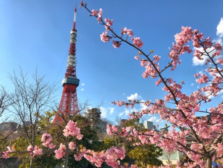 Cherry blossoms at the garden of The Prince Park Tower Tokyo