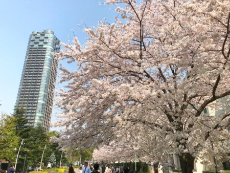 Cherry blossoms at Tokyo Midtown