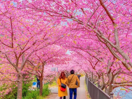 Cherry blossoms in Kawazu Town