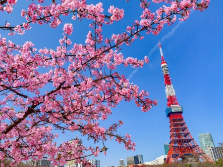 Cherry blossoms and Tokyo Tower at Prince Shibakoen Park