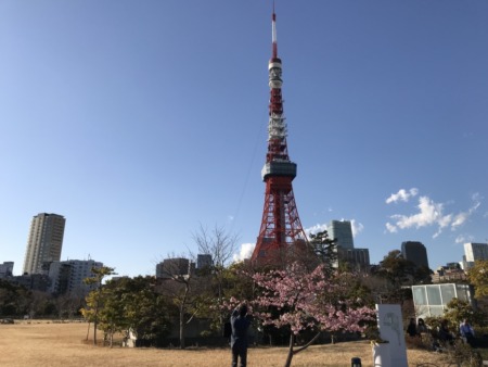 Cherry blossoms at the Prince Shibakoen Park