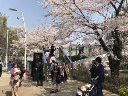 Cherry blossoms at Tokyo Midtown