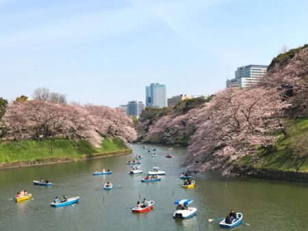 Cherry blossoms at Chidorigafuchi-ryokudo Walkway 