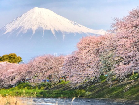 cherry blossoms and Mt.Fuji at Ryuganbuchi