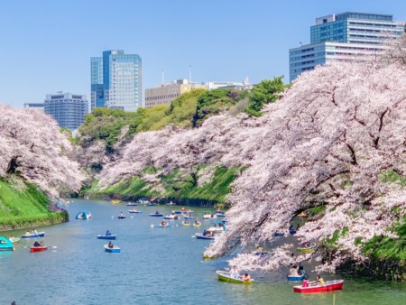 Cherry blossoms at Chidorigafuchi-ryokudo Walkway 2019