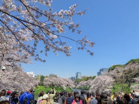 Cherry blossoms at Chidorigafuchi-ryokudo Walkway 