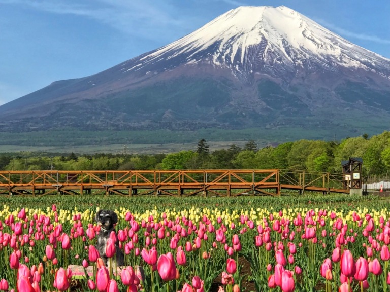 Tulips at Hanano Miyako Koen park