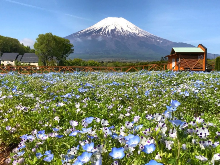 Nemophila and Mt.Fuji in Hanano Miyako Koen Park