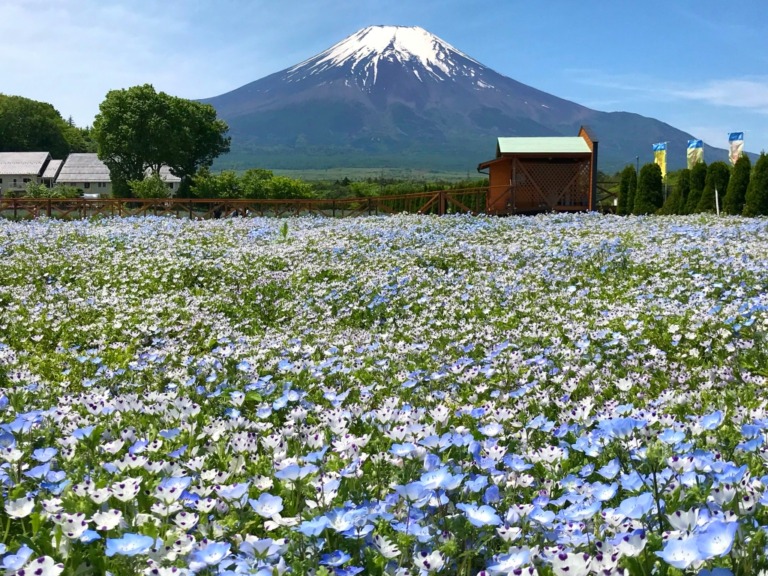 Nemophila and Mt.Fuji in Hanano Miyako Koen Park