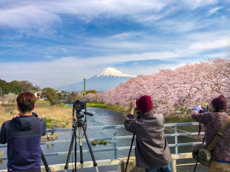 cherry blossoms and Mt.Fuji from Takito-Bashi bridge at Ryuganbuchi 