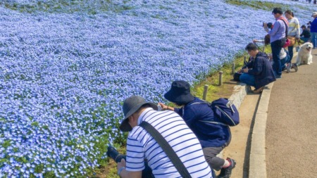 Nemophila field at Hitachi Seaside Park