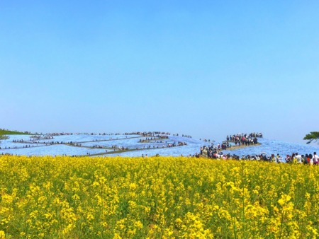 Nemophila field and canola flowers at Hitachi Seaside Park