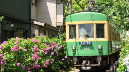 Hydrangea and Enoden line at Goryo Jinja shrine in Kamakura