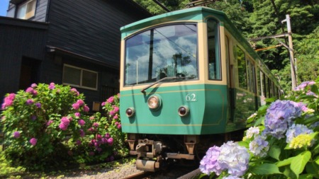 Hydrangea and Enoden line at Goryo Jinja shrine in Kamakura