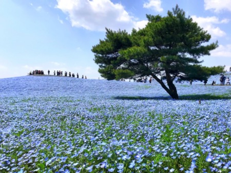 Nemophila field at Hitachi Seaside Park