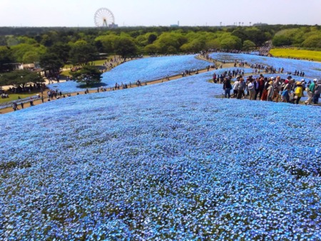 Nemophila field at Hitachi Seaside Park