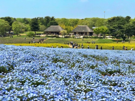 Nemophila field and traditional Japanese houses at Hitachi Seaside Park