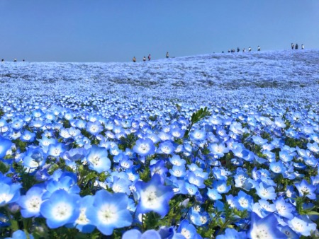 Nemophila field at Hitachi Seaside Park