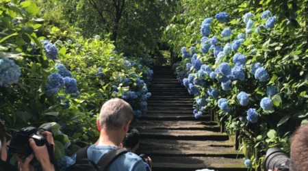 Hydrangea in Meigetsuin Temple