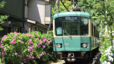 Hydrangea and Enoden line at Goryo Jinja shrine in Kamakura